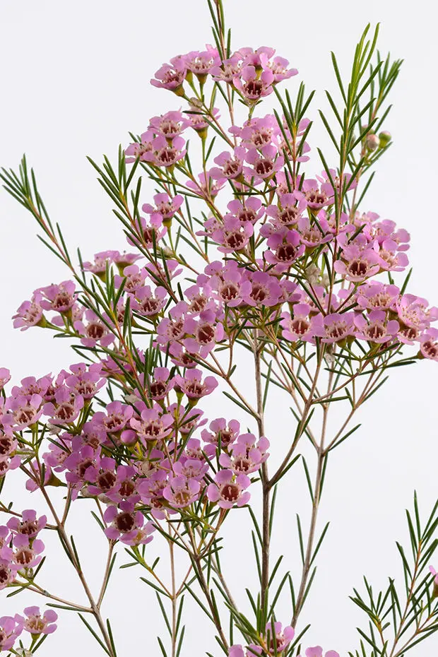 Waxflower Michal