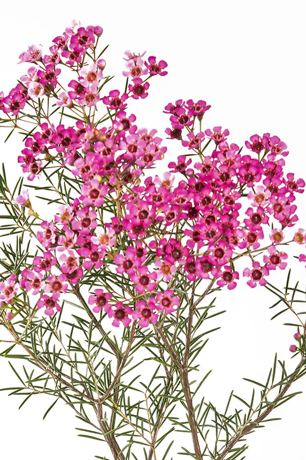 Waxflower Jupiter